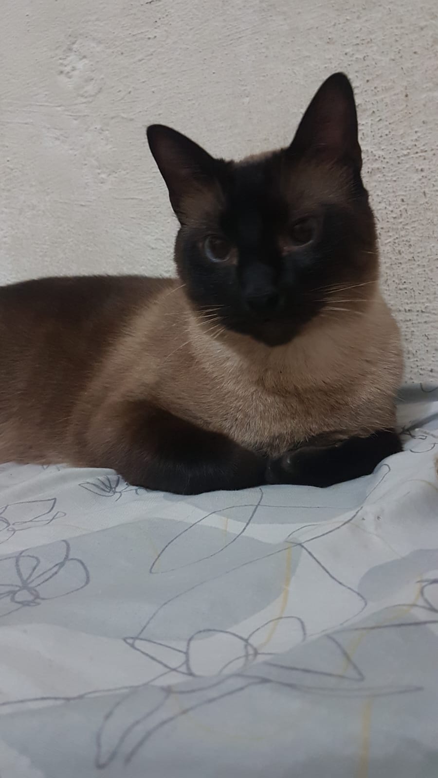 Chorão, gato de pelagem siamesa deitado sobre uma cama