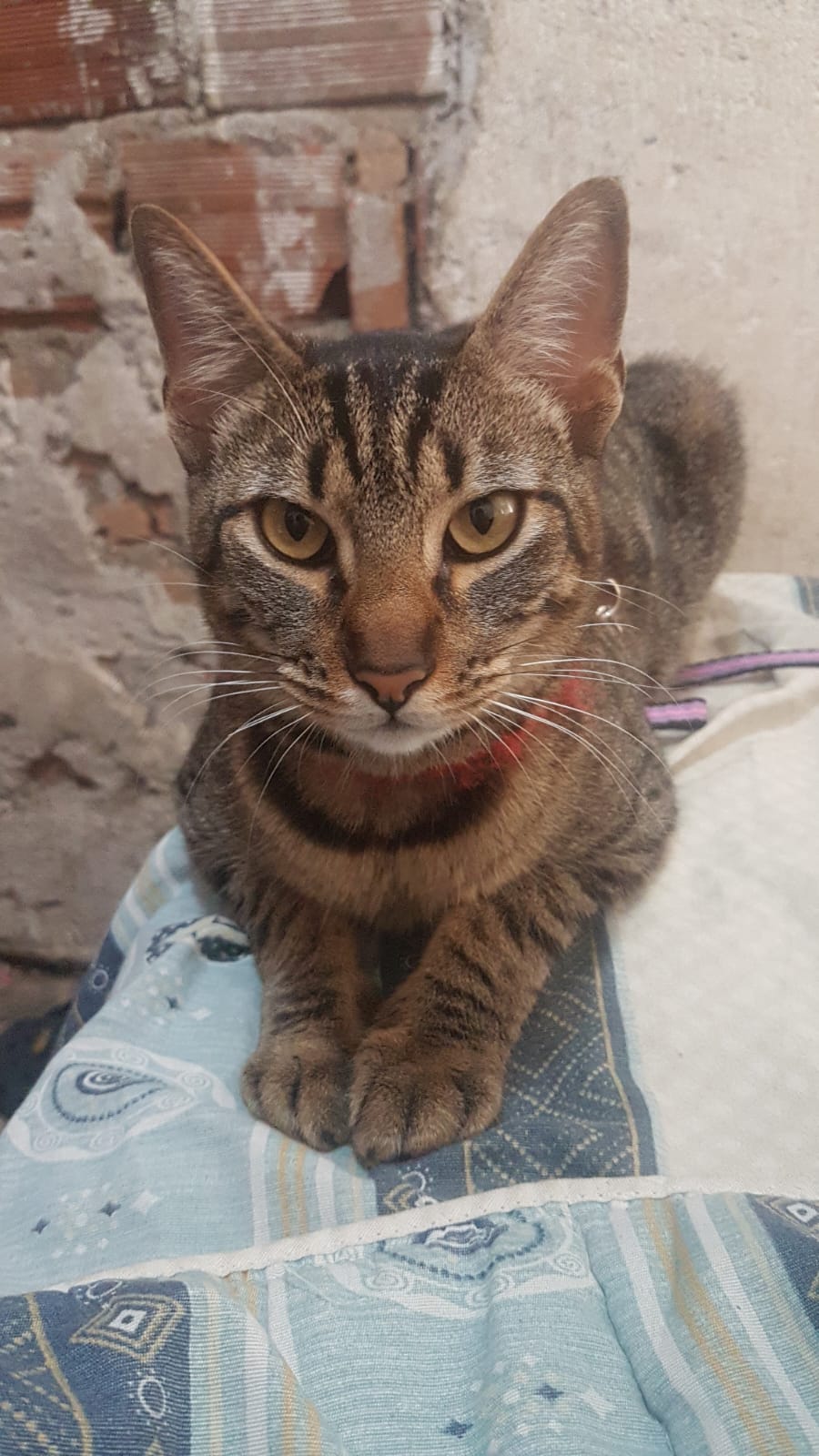 Dimas, gato rajado olhando para a câmera sobre uma cama