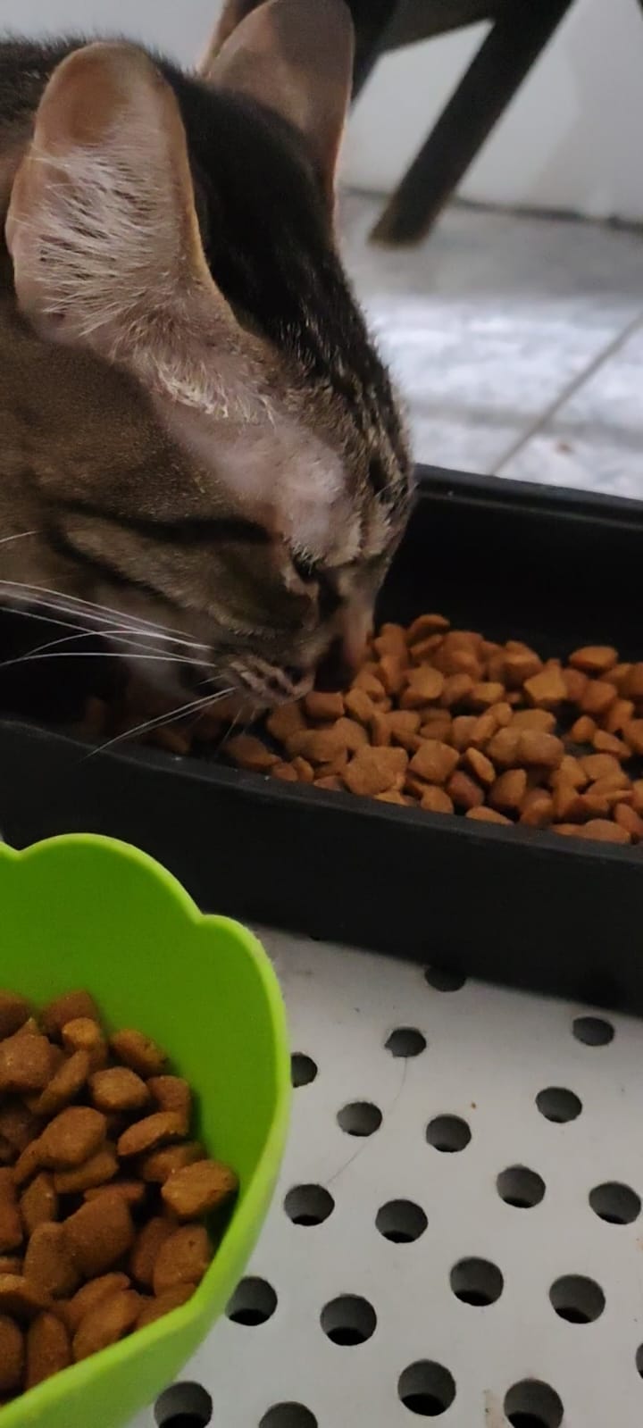 Gato rajado comendo ração em casa