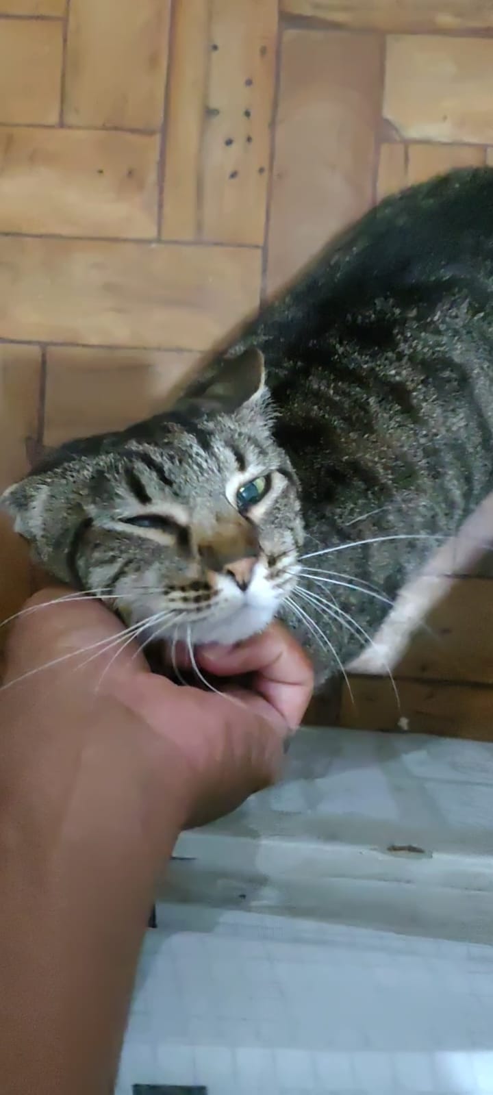 Gato rajado recebendo carinho sob o queixo