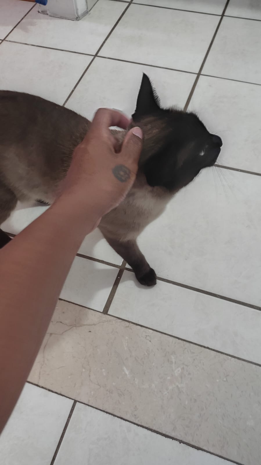 Gato de pelagem siamesa recebendo carinho em casa