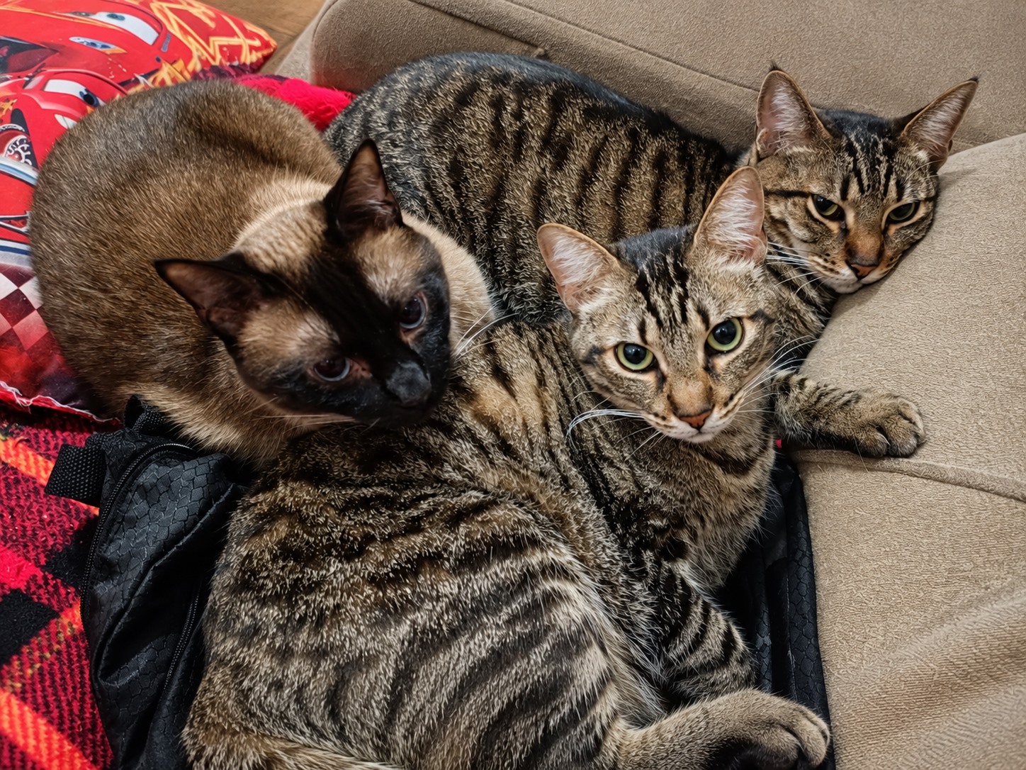 Três gatos juntos sobre um sofá
