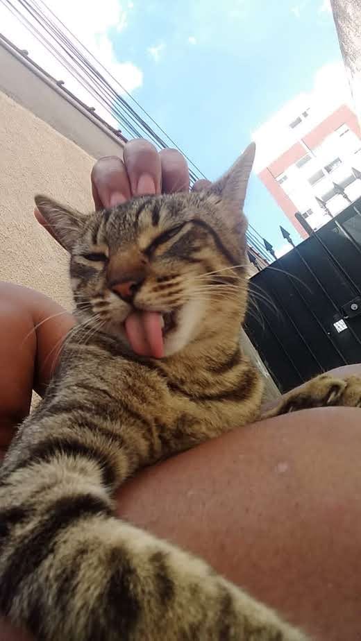 Mia, gata rajada recebendo carinho ao ar livre