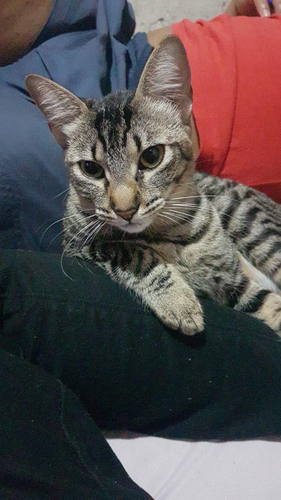Pirralha, gata rajada deitada no colo de uma pessoa